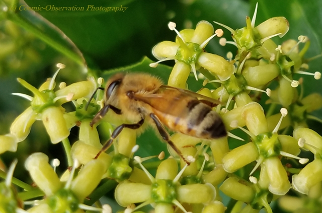 Honey Bee Shot Image One