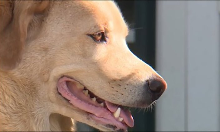 Cleo The Dog Image Two