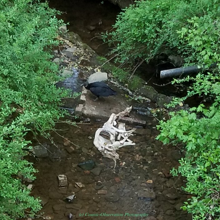 Vulture With Lunch Image