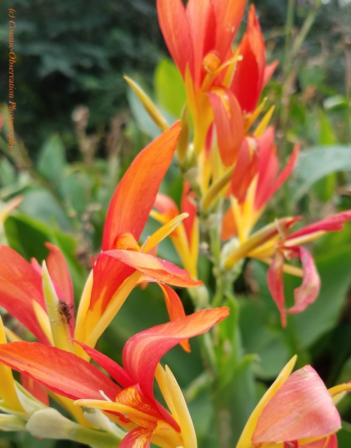 Canna Flower Image