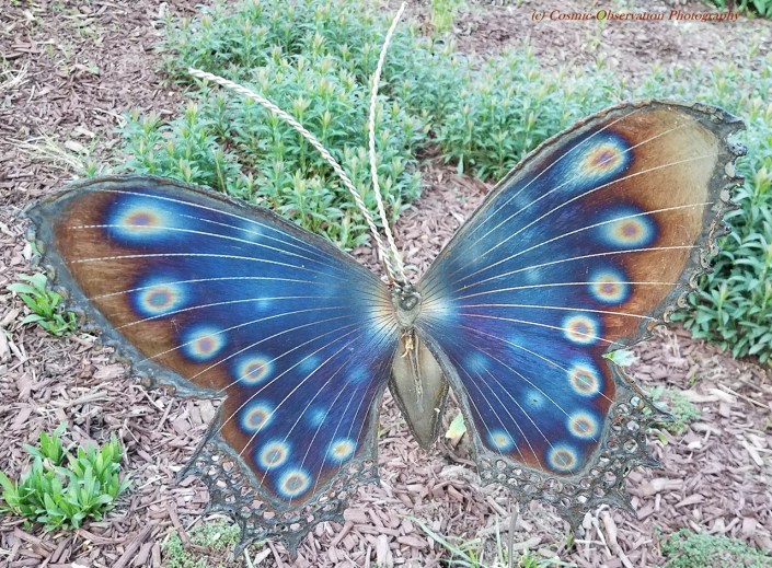 Metal Butterfly Image