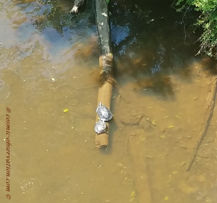 Turtles Sunning Image One