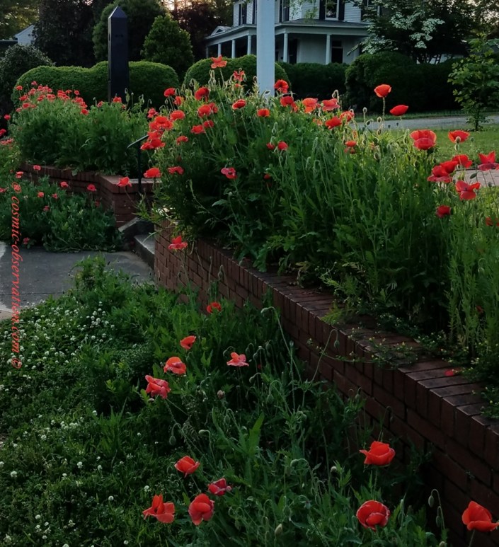 Poppies At Masonic Lodge Image