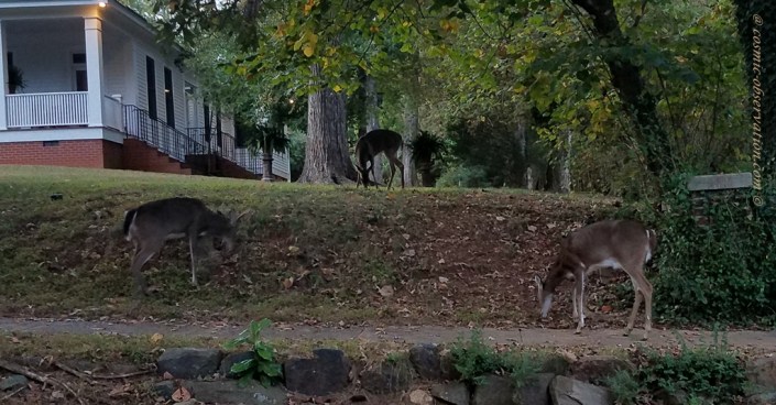 Deer Group Image Five