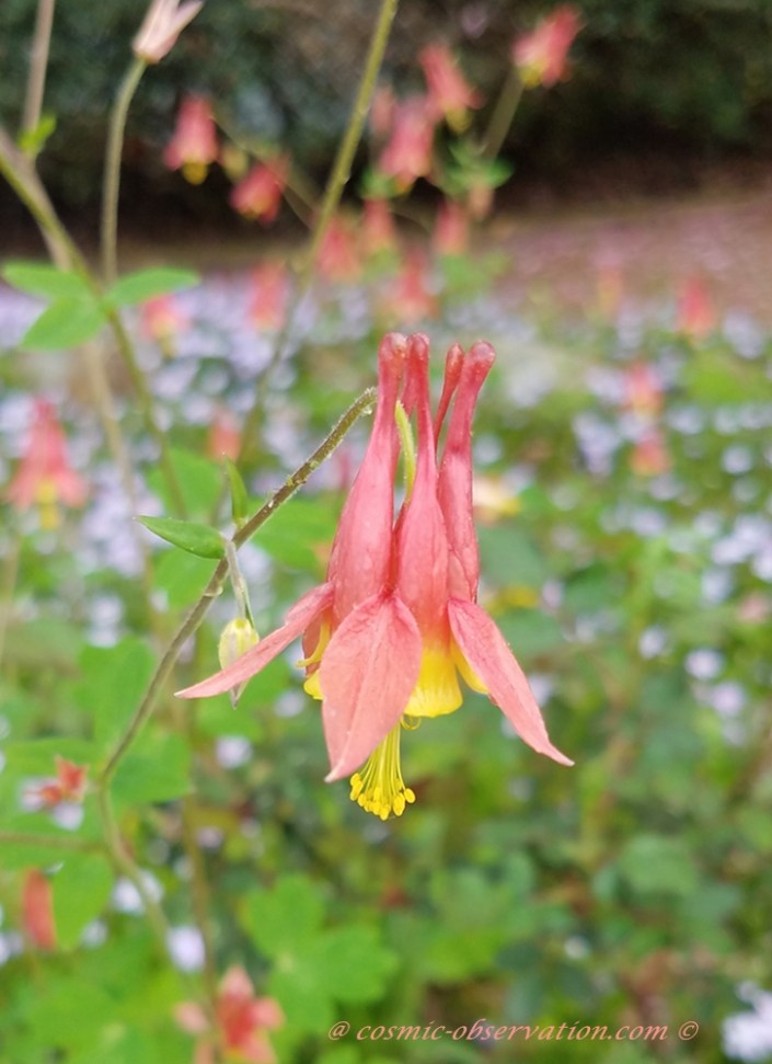 Wild Columbine Image