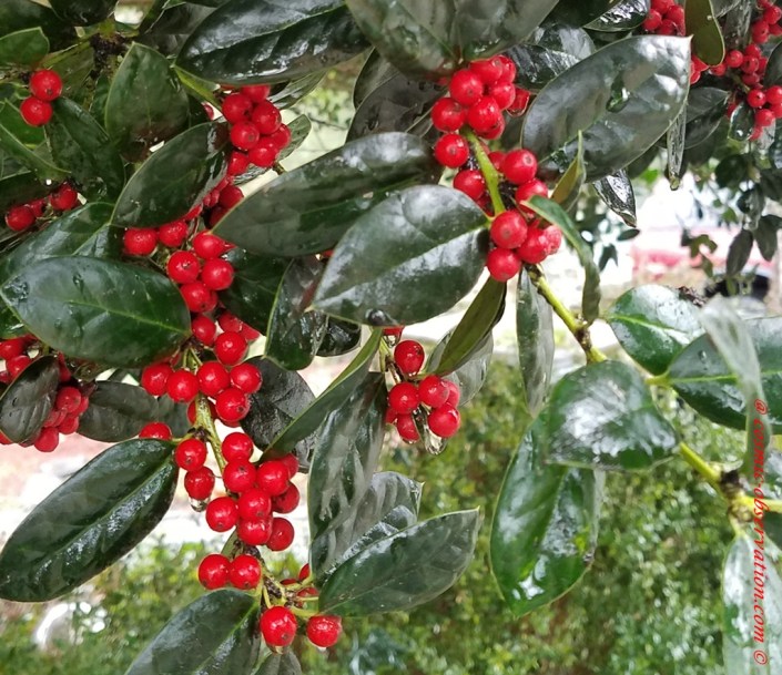 Holly Bush/Tree Image