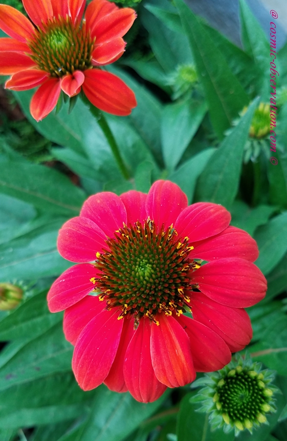 Coneflower Image