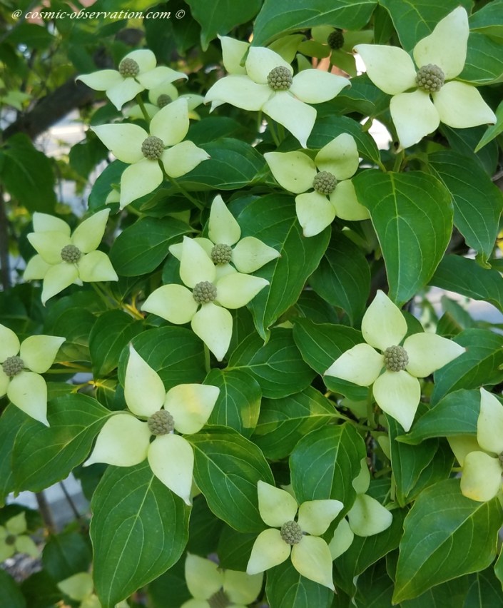 Korean Dogwood Image
