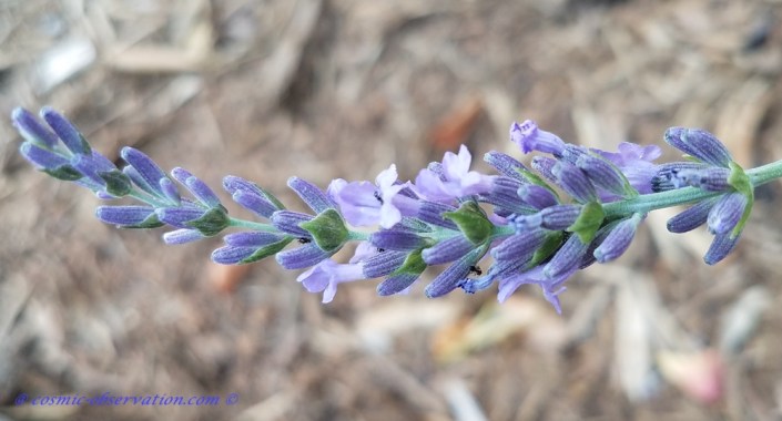 Lavandula Latifolia Image
