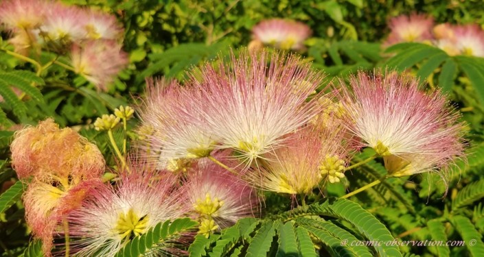 Pink Silk Tree Image