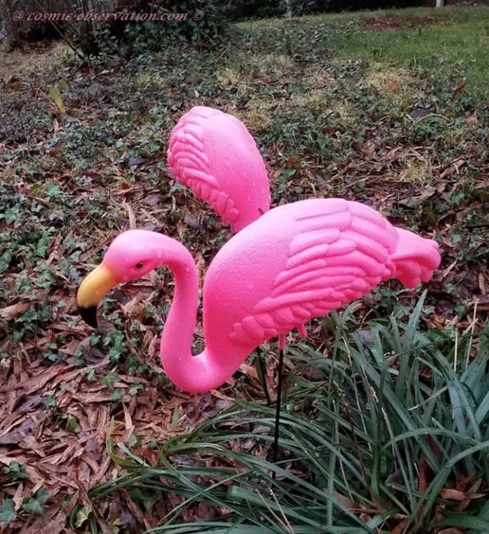 Yard Flamingos Image
