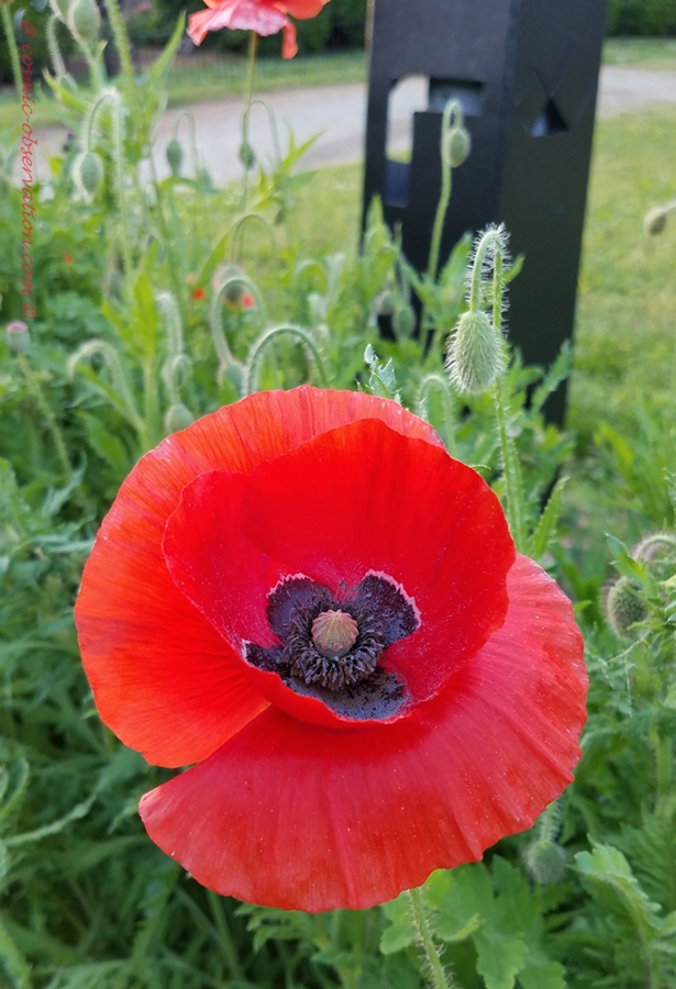 Mason Temple Poppy Image