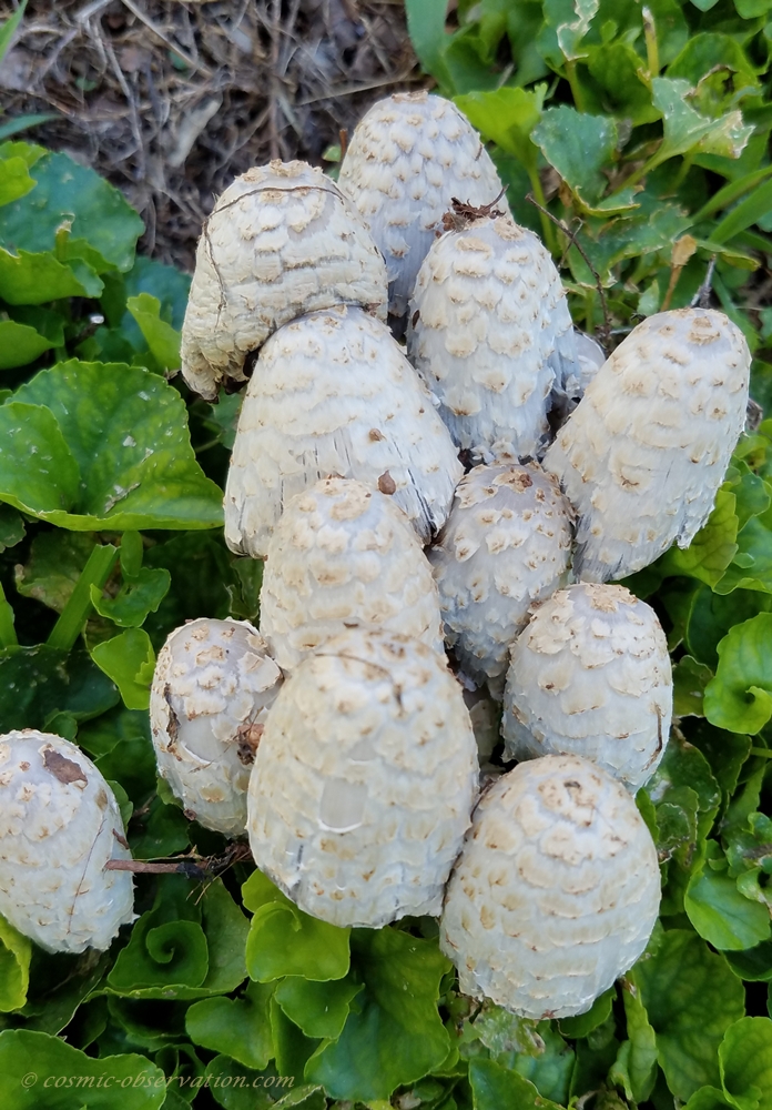 False Parasol Mushroom Image