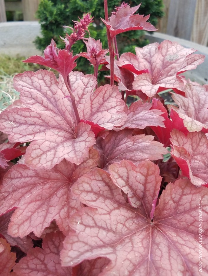 Coralbells Image