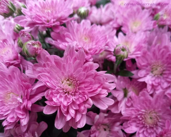 Lavender Pink Mums Image