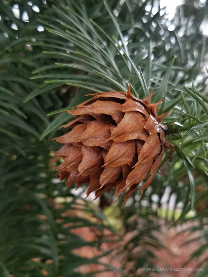 Chinese Fir Image