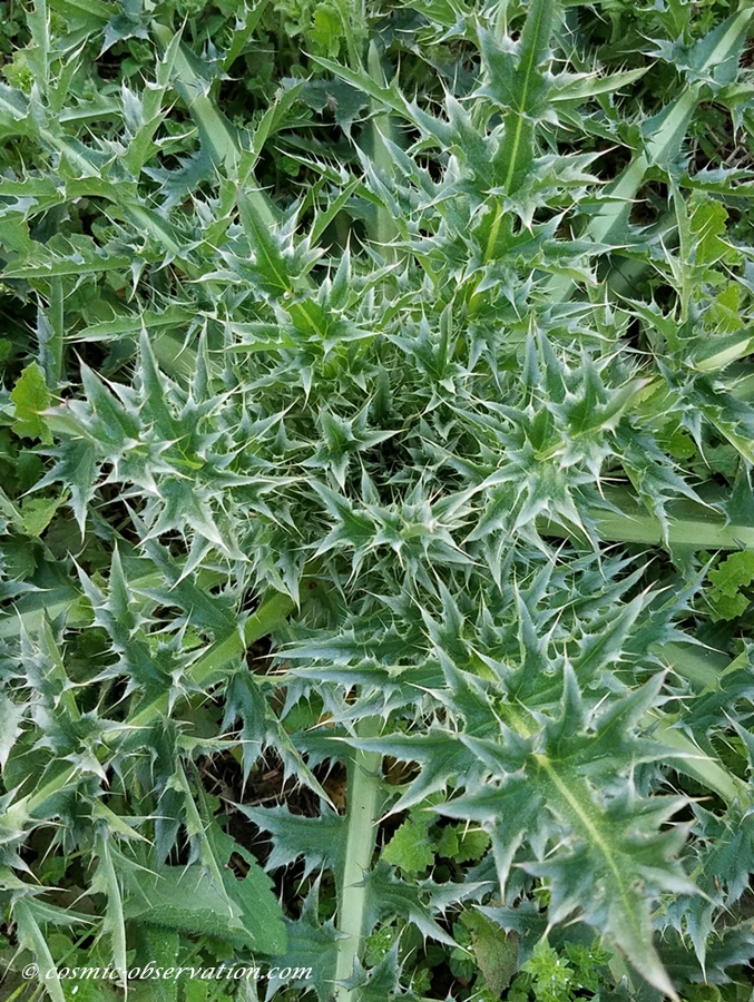 Musk Thistle Image