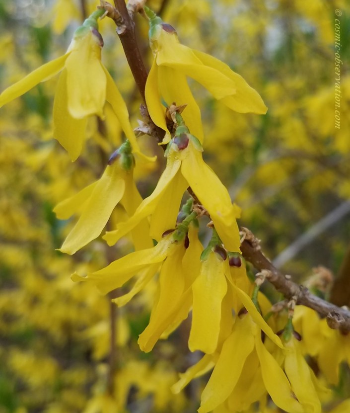 Forsythia Image Two