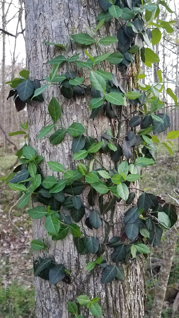 Winter Creeper Image