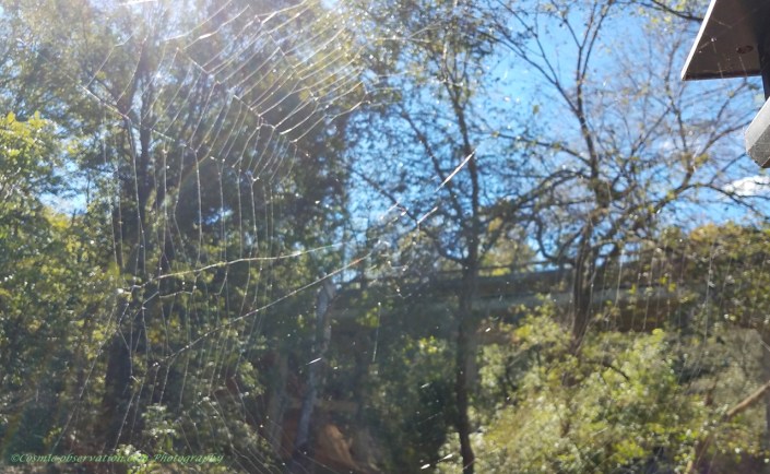 Missing Spider Image Six