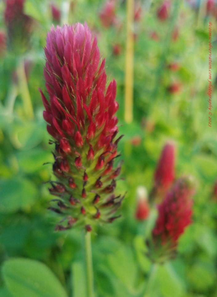 Crimson Clover Image
