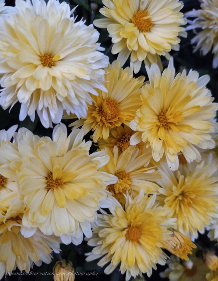 Golden Mums Image One