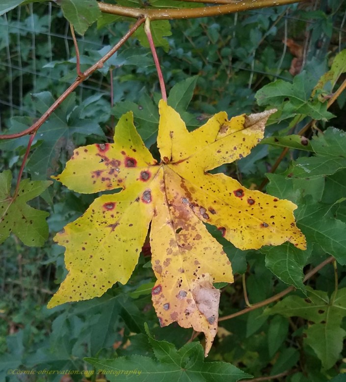 Tri-Color Leaf