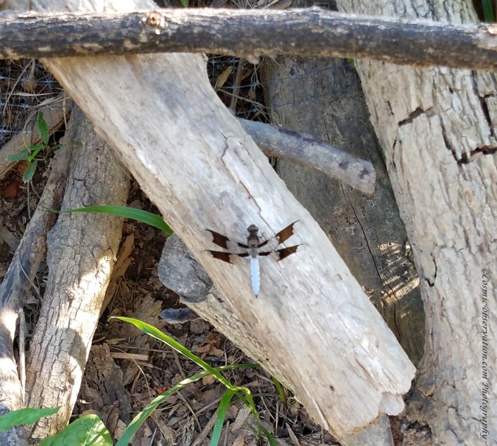 Dragonfly Image Four