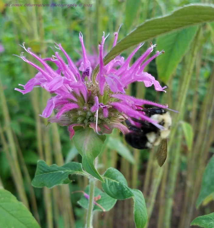 Bee On Bee Balm Image